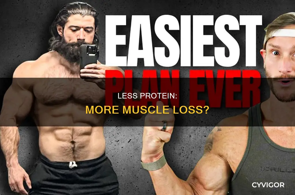 does eating less protein cause muscle loss