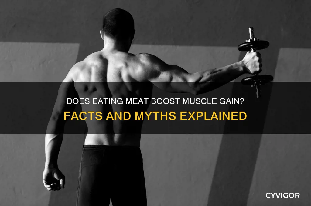 does eating meat help you gain muscle