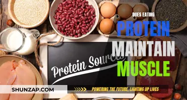 Protein Power: Muscle Maintenance and Growth