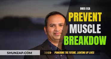 How ECAs Prevent Muscle Breakdown and Promote Growth