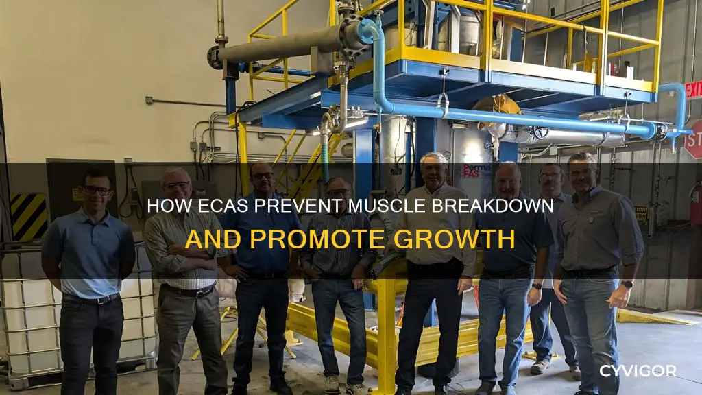 does eca prevent muscle breakdown