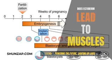 Exploring Ectoderm: The Origin of Muscles and More