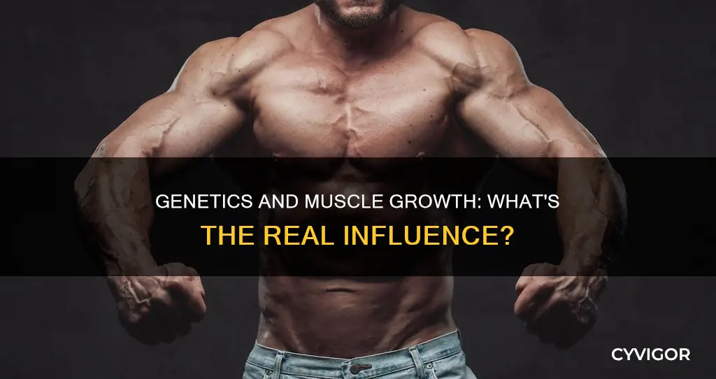 does egnetics indluence muscle