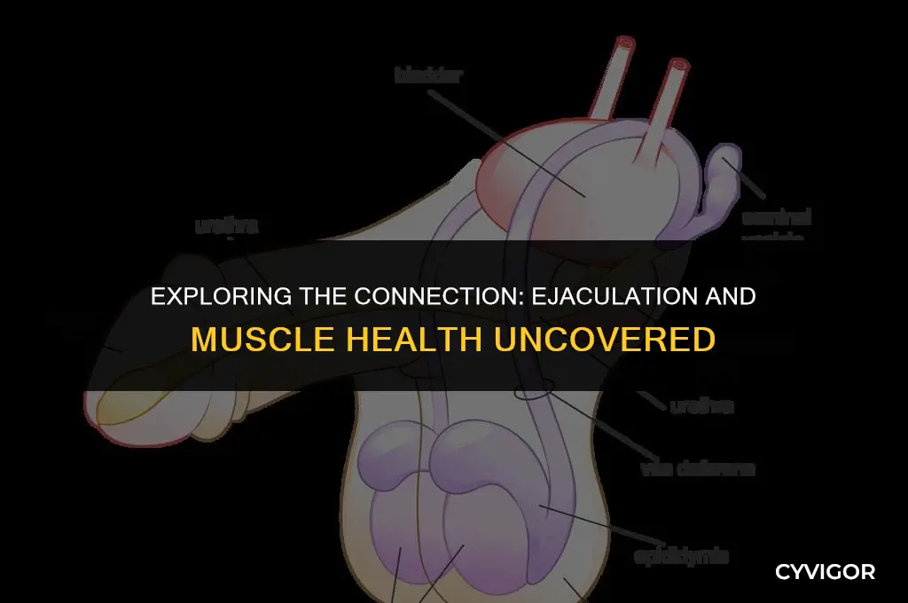 does ejaculation affect muscle