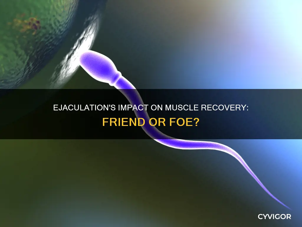 does ejaculation slow muscle recovery