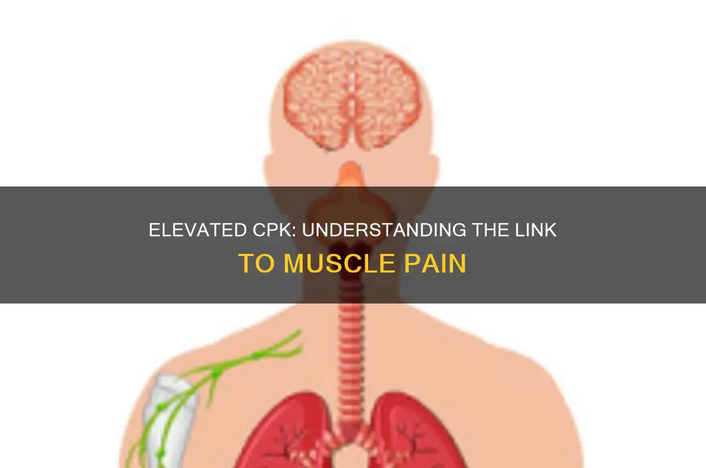 does elevated cpk cause muscle pain