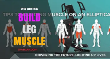 Elliptical Training: Effective for Building Leg Muscles?