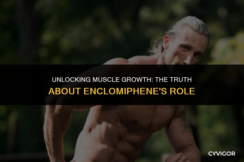 does enclomiphene build muscle