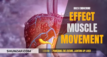 Endocrine System's Impact on Muscle Movement and Function