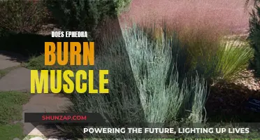 Ephedra's Muscle-Burning Mystery: Fact or Fiction?