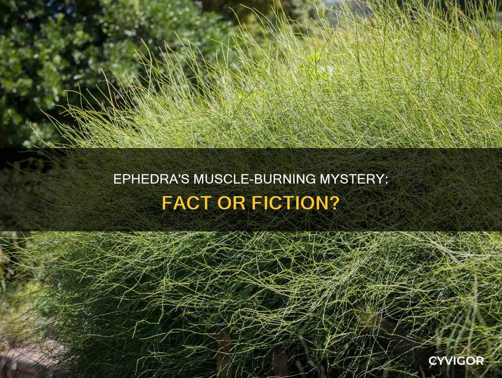 does ephedra burn muscle