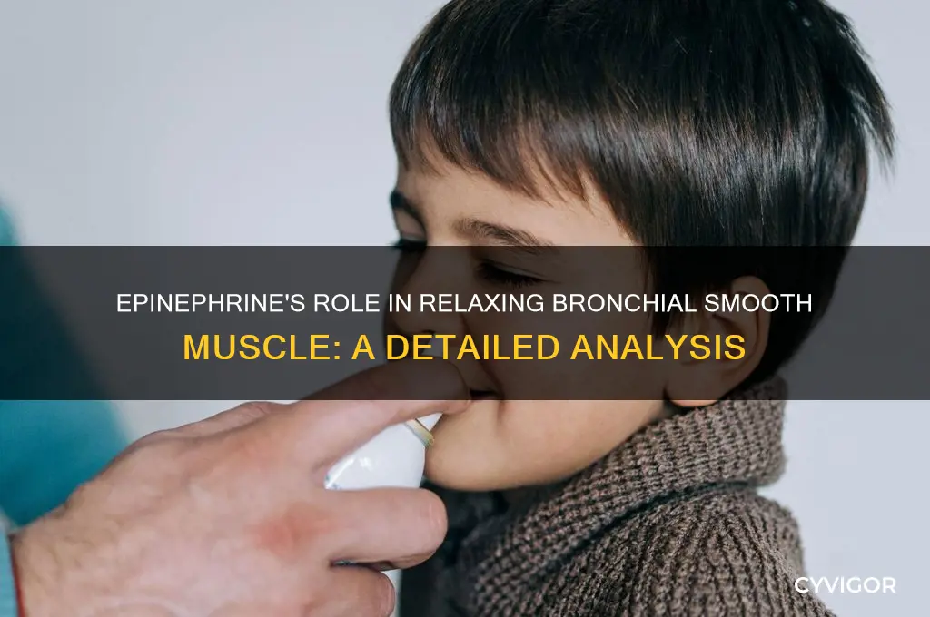 does epi relax bronchia smooth muscle