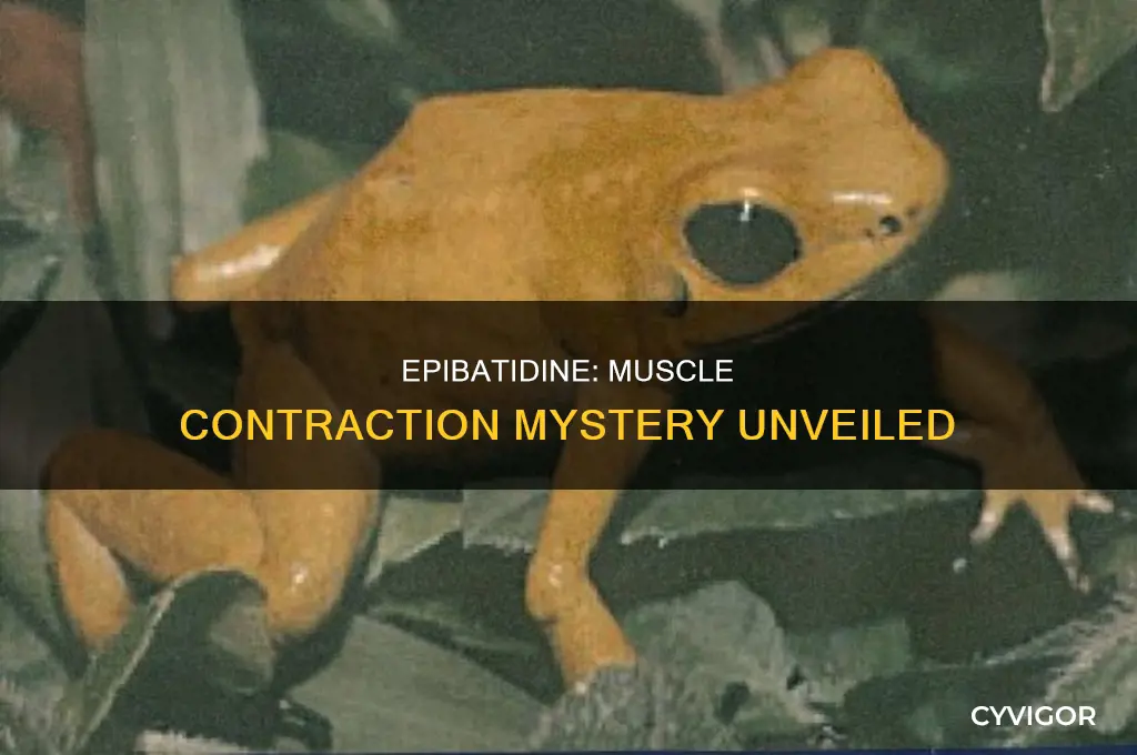 does epibatidine cause muscle contraction