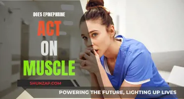 How Epinephrine Affects Muscle Function and Performance