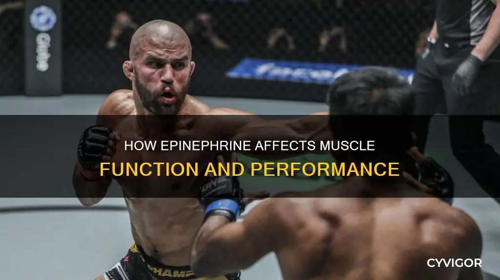 does epinephrine act on muscle