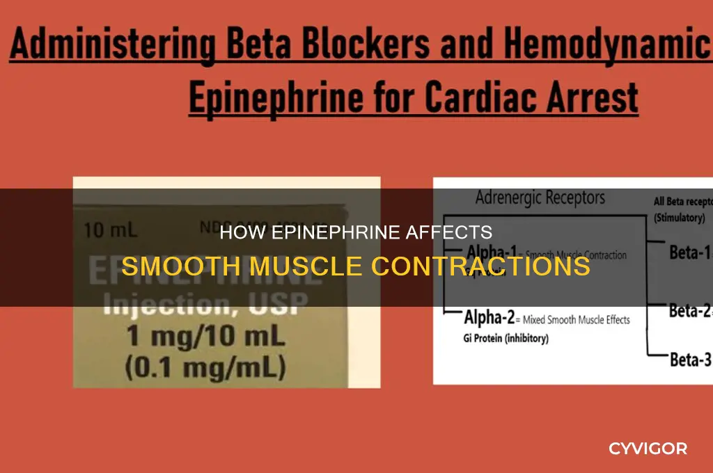 does epinephrine cause more contractions in smooth muscle