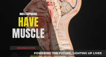 Esophagus Muscular Composition: Understanding the Muscles Involved