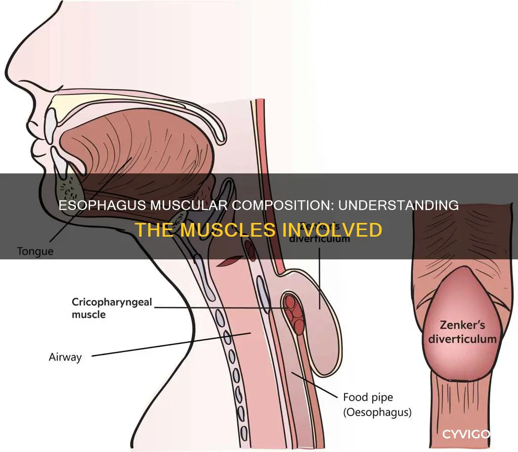 does esophagus have muscle