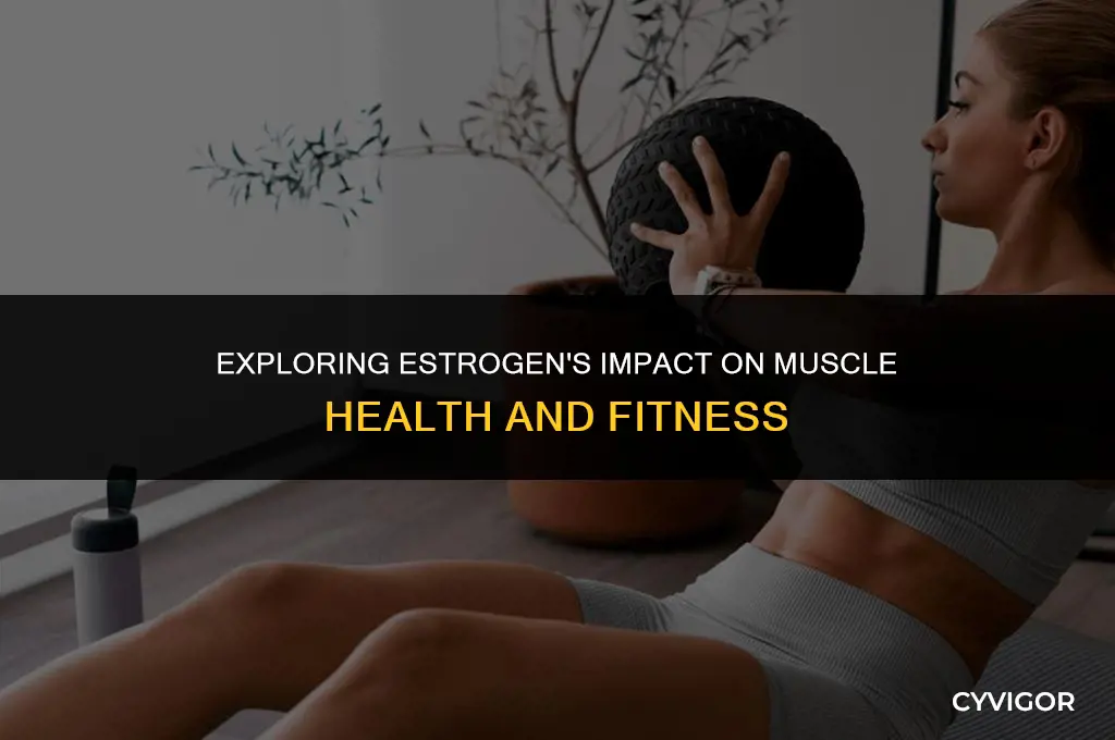 does estrogen affect muscle