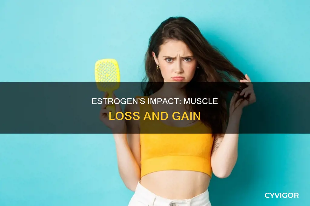 does estrogen cause muscle loss