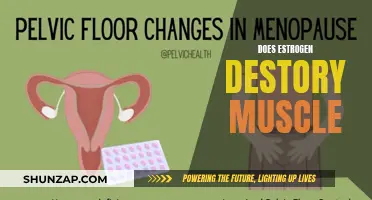 Estrogen's Impact: Friend or Foe to Muscle Growth?