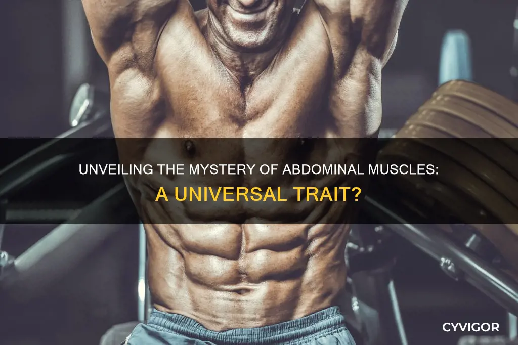 does everyone have ab muscles