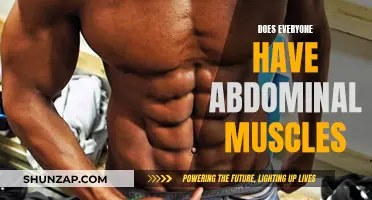 Abdominal Muscles: Universal or Unique?