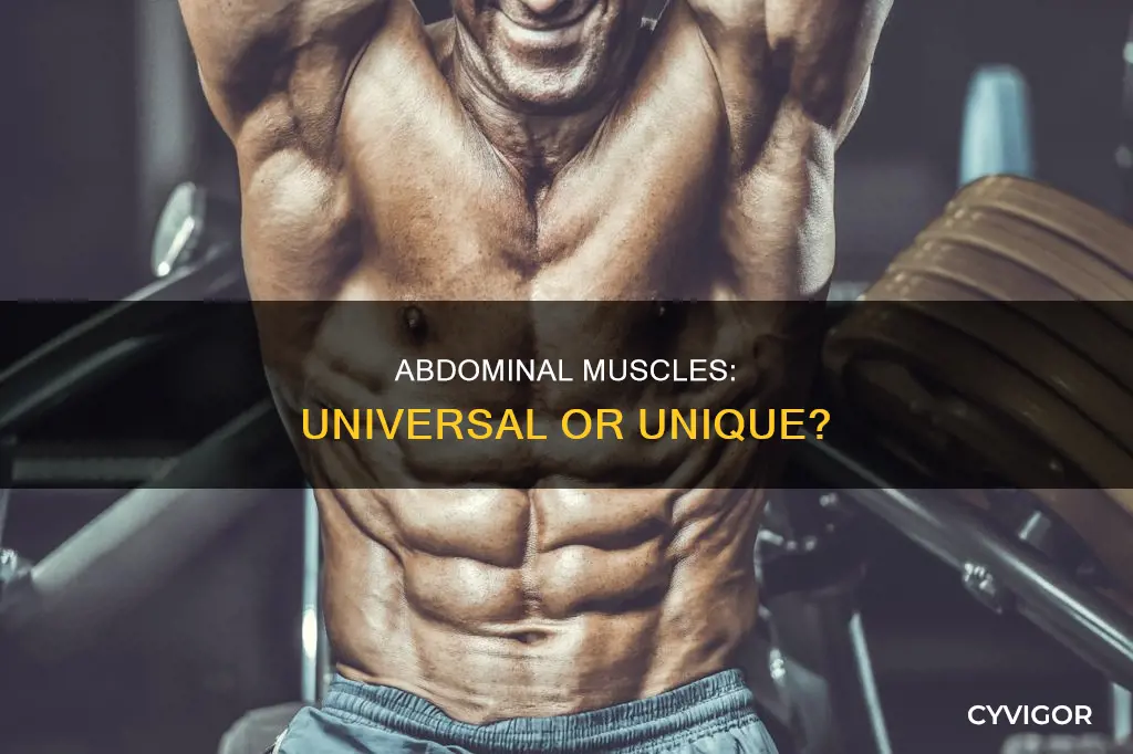 does everyone have abdominal muscles