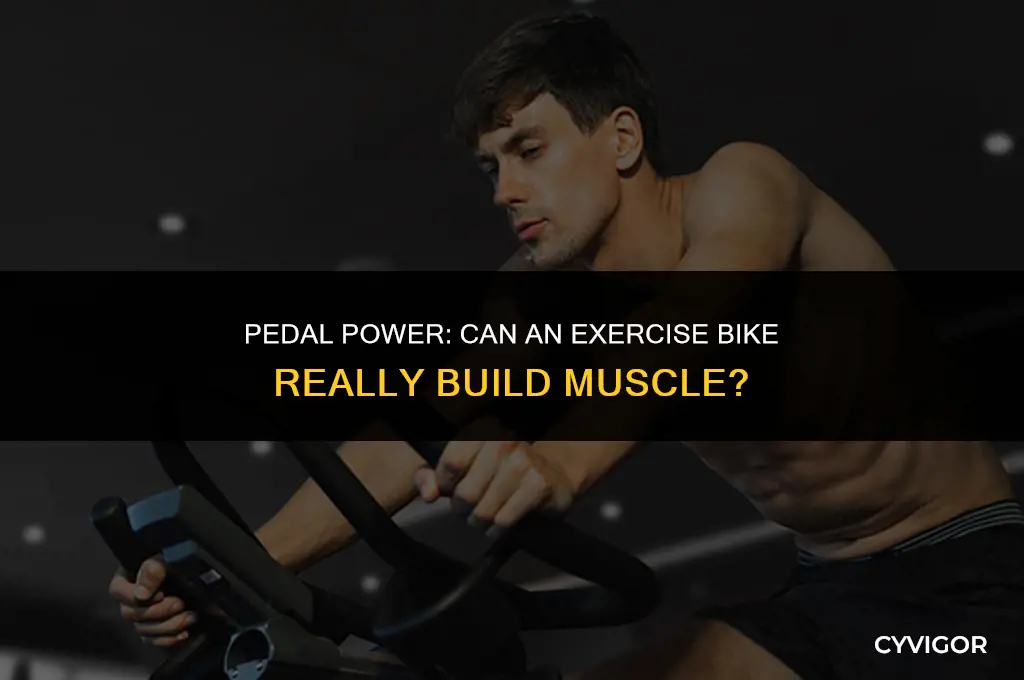 does exercise bike build muscle