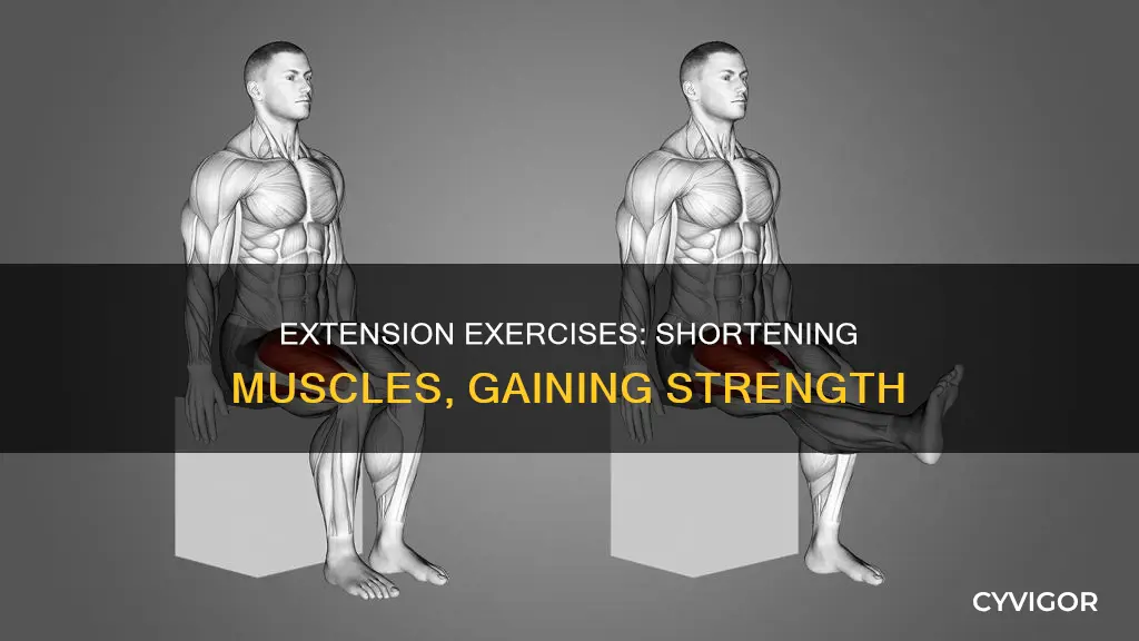 does extension decrease muscle leng