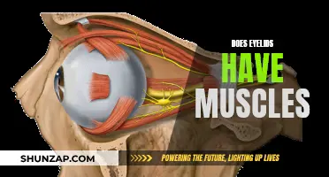 Eyelids and Muscles: What's the Connection?