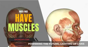 The Muscular Structure of the Human Face