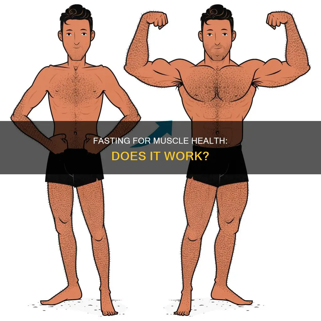 does fasting heal muscles