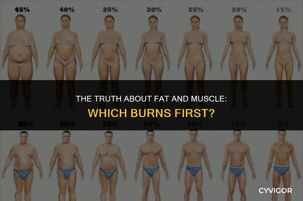 does fat get burned before muscle