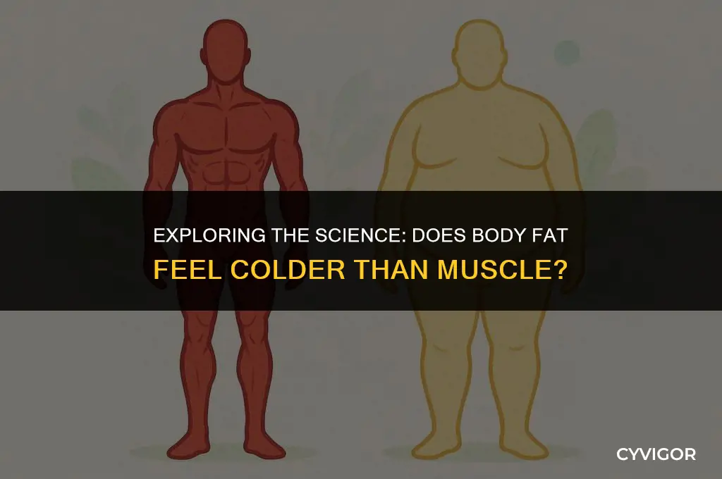 does fat get colder than muscle
