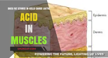 Fat, Cells, and Muscles: Lactic Acid's Origin?