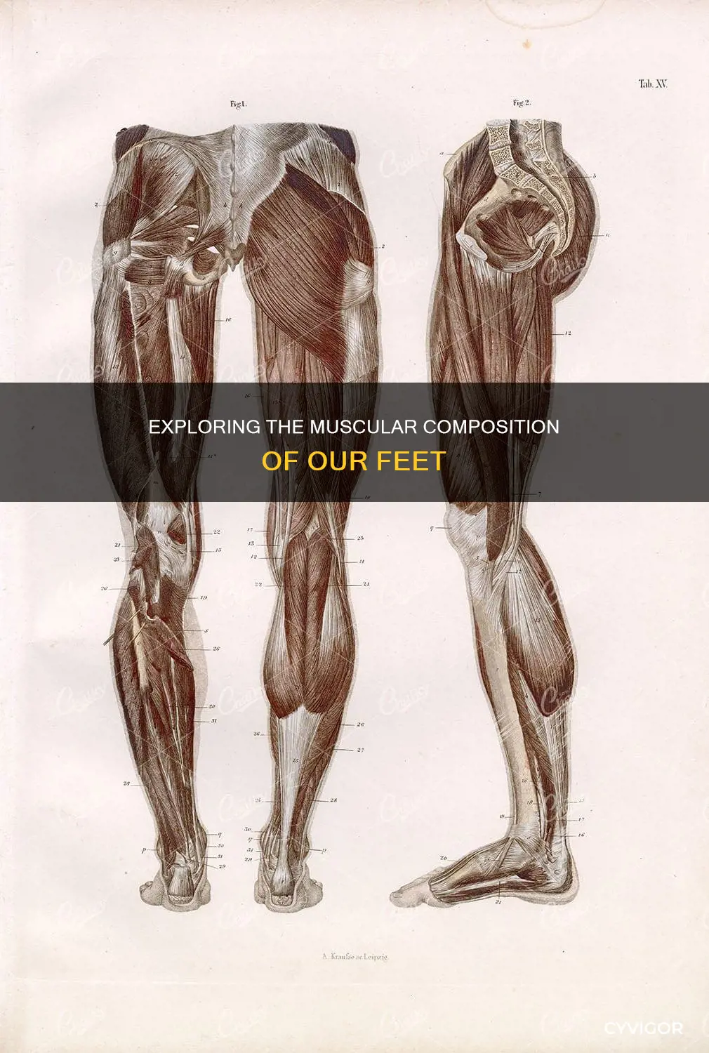 does feet have muscles