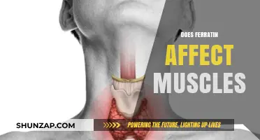 Exploring the Impact of Ferritin on Muscle Health and Performance
