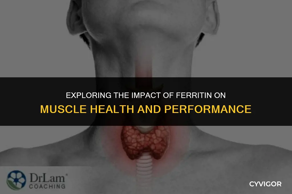 does ferratin affect muscles