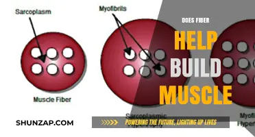 Unraveling the Role of Fiber in Muscle Building: A Comprehensive Guide