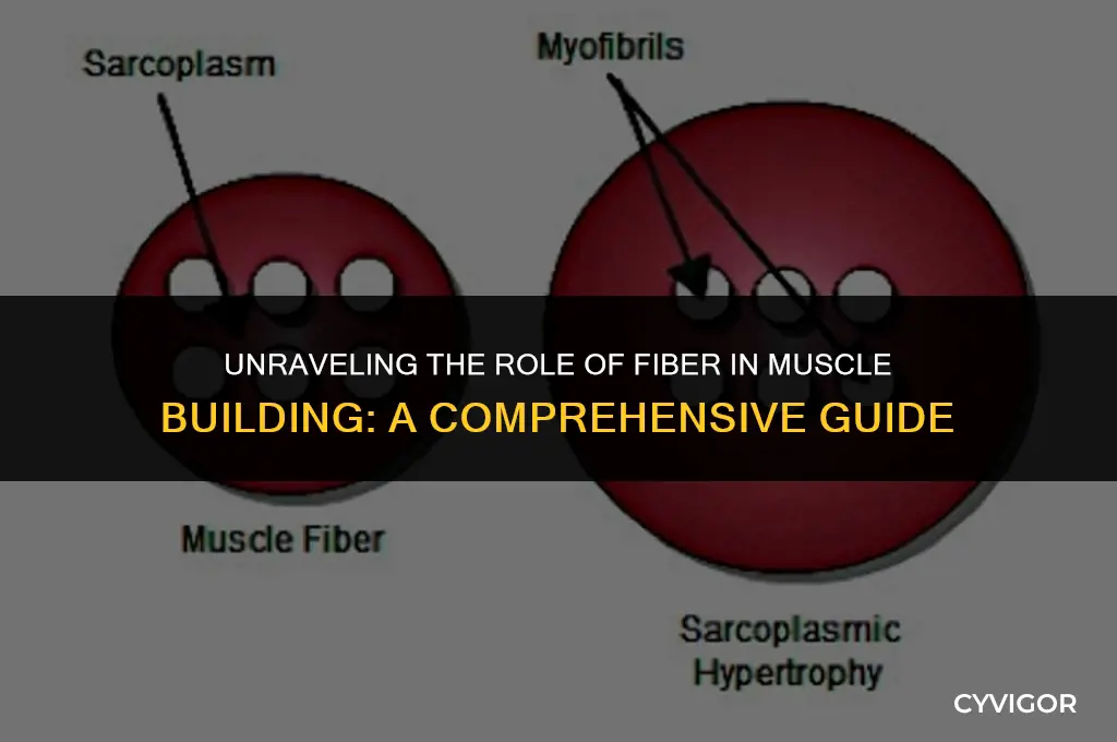 does fiber help build muscle