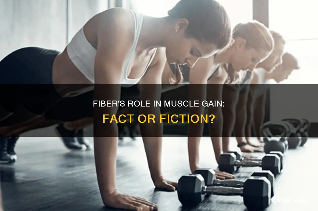 does fiber help you gain muscle