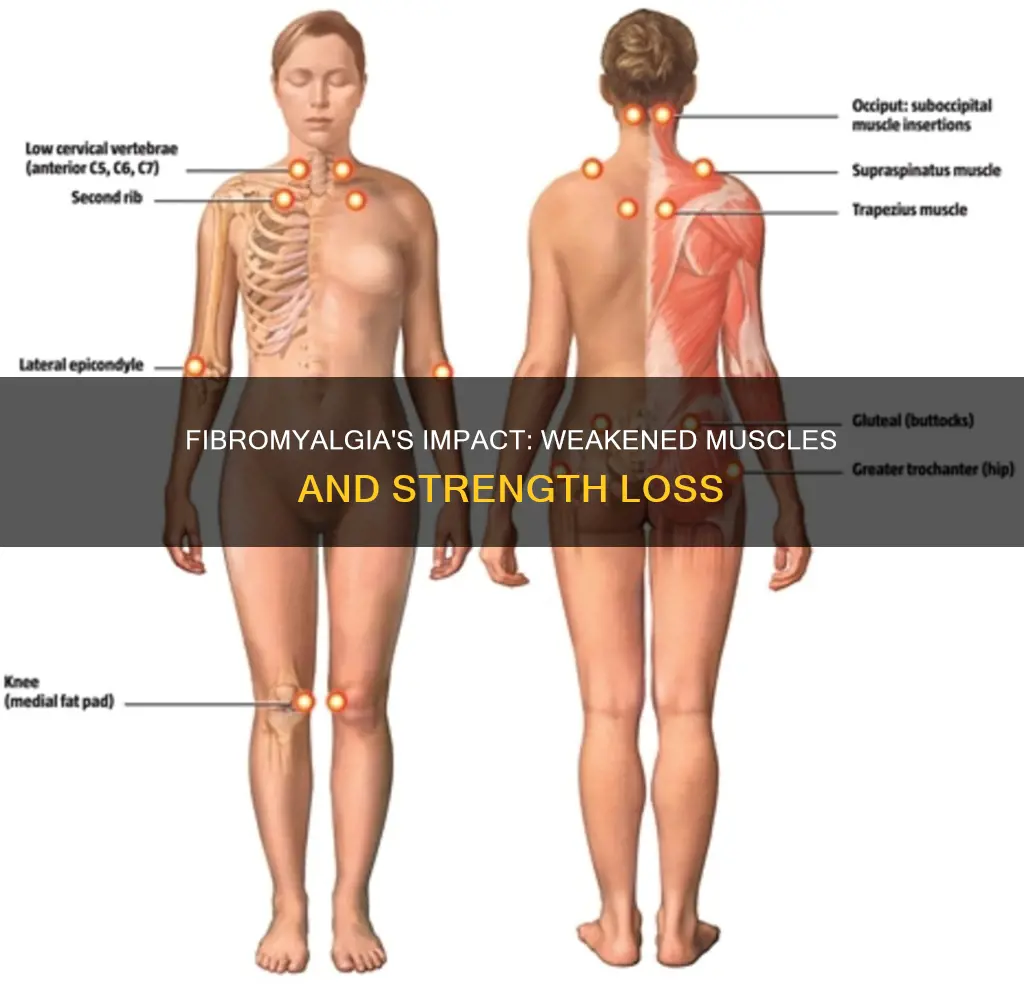 does fibromyalgia weaken muscles