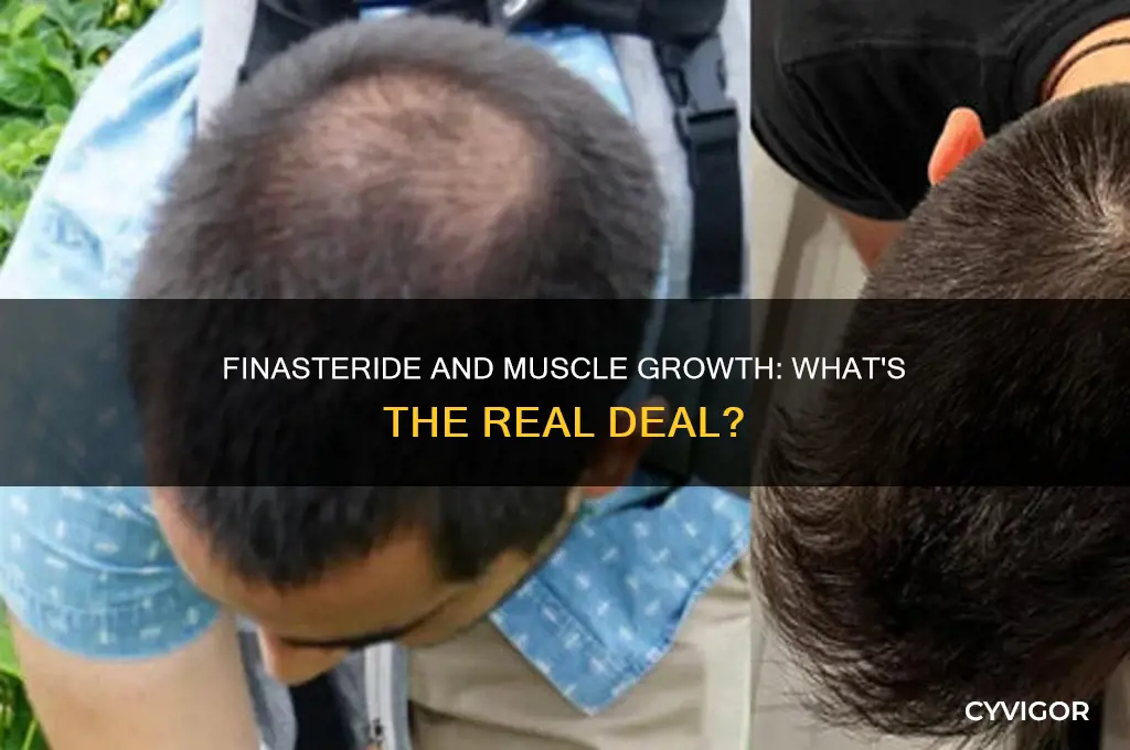 does finasteride cause muscle growth