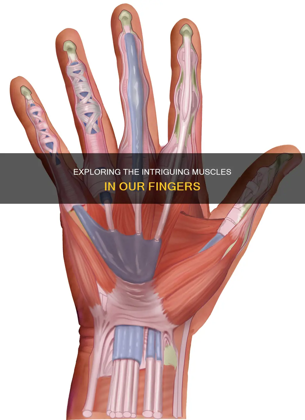 does finger have muscle