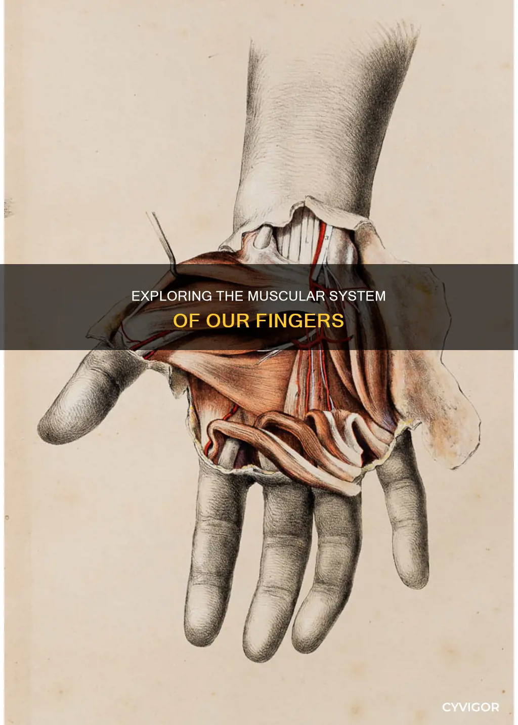 does fingers have muscles