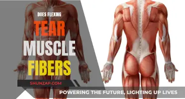 Flexing and Tearing Muscle Fibers: What's the Real Damage?