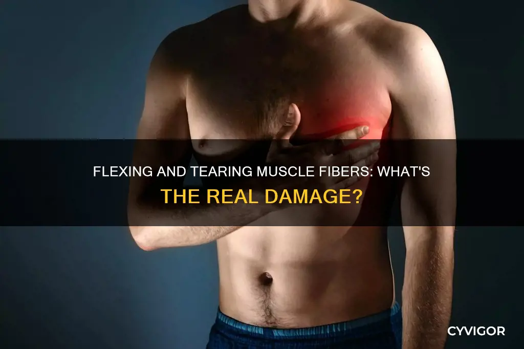 does flexing tear muscle fibers