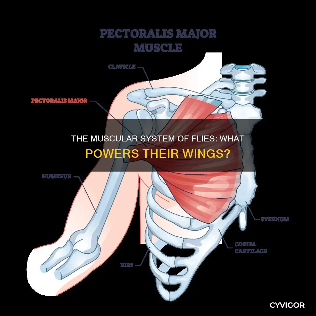 does fly have muscle