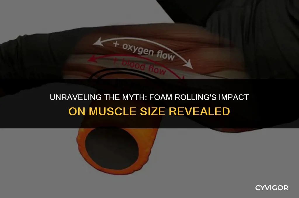 does foam rolling affect muscle size